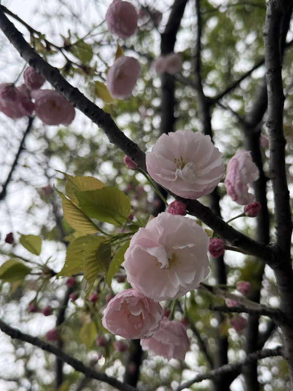 🐱週末のお礼🐱