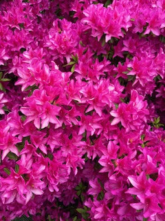 5月の出勤予定🗓️