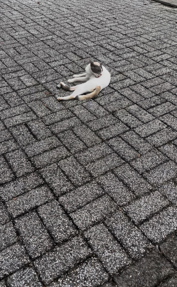 ついにというかやっぱり